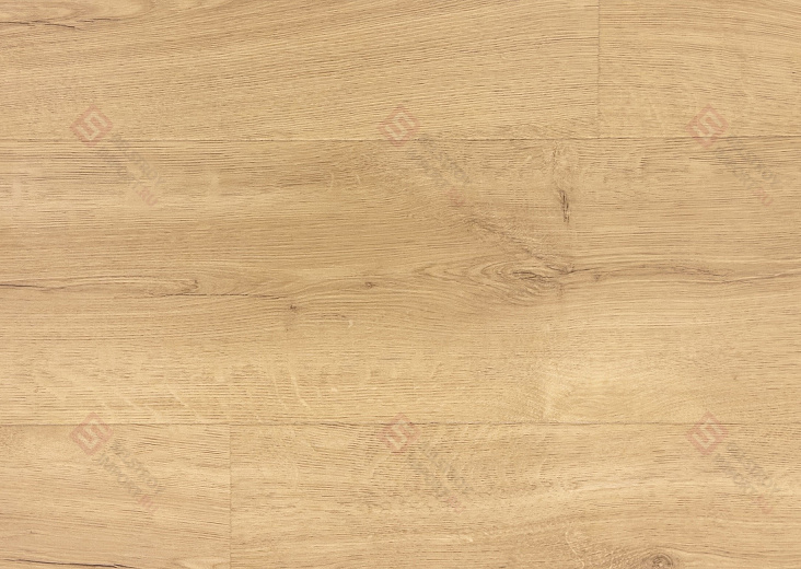 Дуб Песчаный берег IM8602