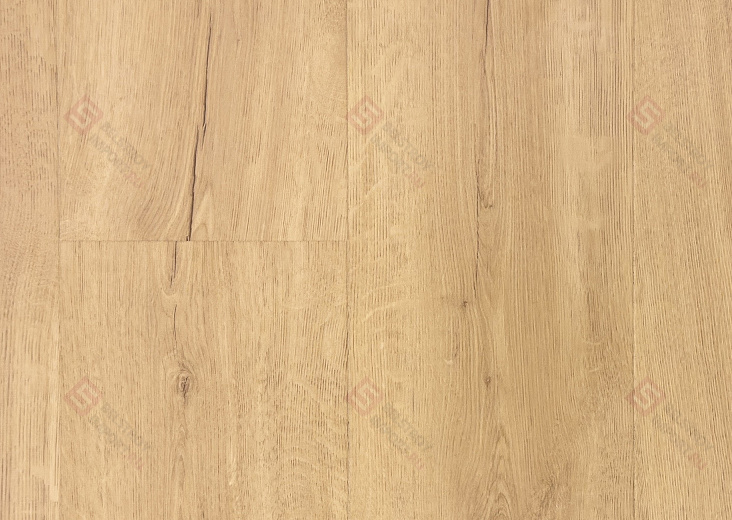 Дуб Песчаный берег IM8602