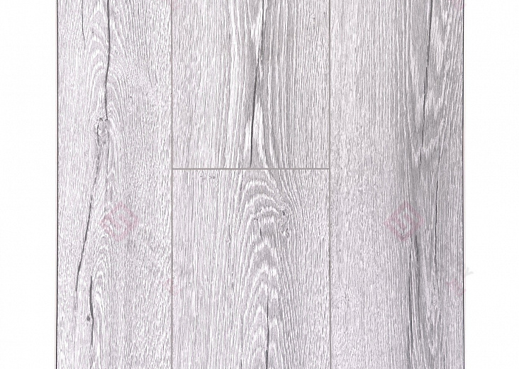 Вяз Фишер ROC03