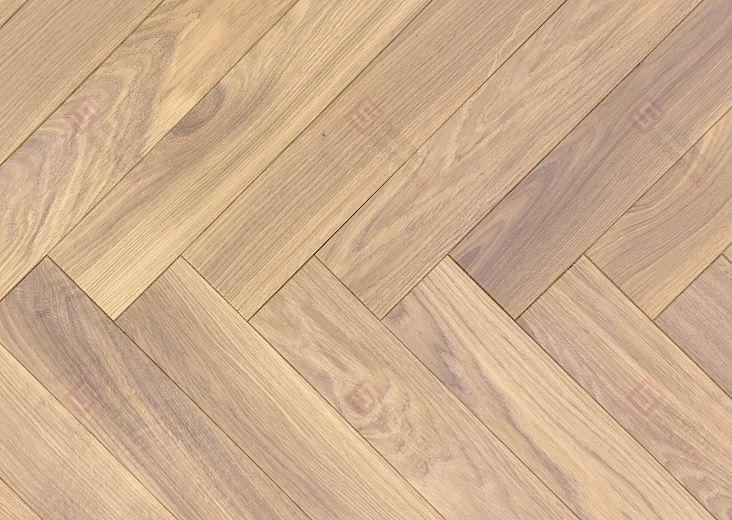 Дуб Латте селект